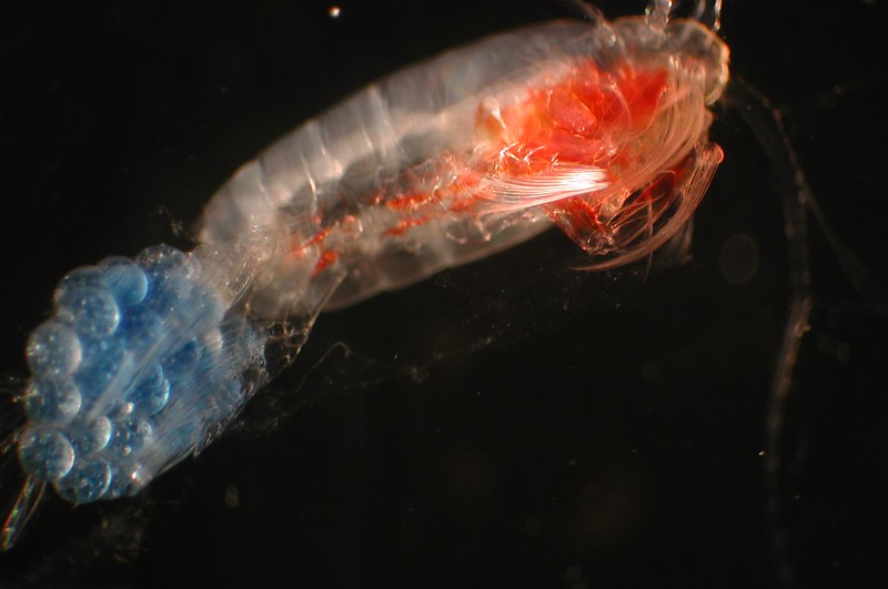 zooplankton